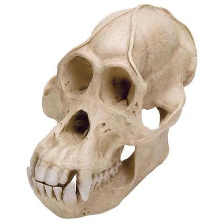 3B SCIENTIFIC Orangutan Skull, m., Replica 1001300